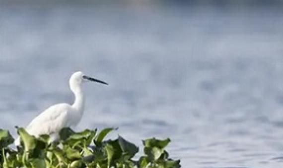 The little egret, a member of the heron family. Scientists analysed more than 27,000 waterbird populations for the study. Photograph: Matti Saranpaa/Exeter University