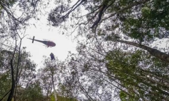 A firefighter is lowered from a helicopter hovering above the Wollemi stand. source - https://www.smh.com.au