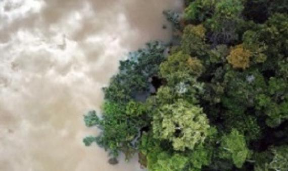 Flooded forest in the Amazon. Photo by Rhett A. Butler for Mongabay