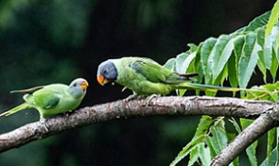 Thousands of undiscovered viral species of mammals and birds have the capacity to transmit diseases to humans. Photo credit: F. Ricciardi.