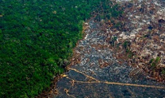 Amazon forest canopy at dawn. The loss of forests as ‘carbon sinks’ is likely to make climate breakdown more severe. Photograph: Peter Vander Sleen/PA