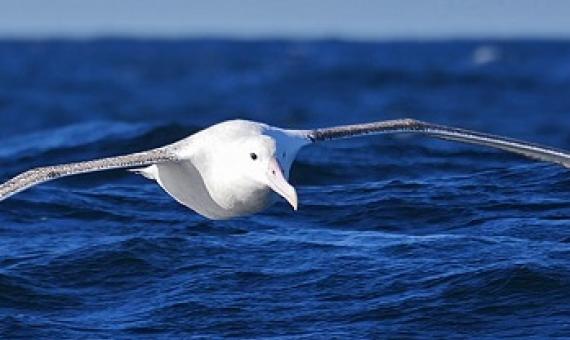 Antipodean albatross. Photo: CC BY-NC 2.0 Nik Borrow / Flickr