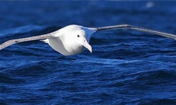 antipodean albatross. source - RNZ.com