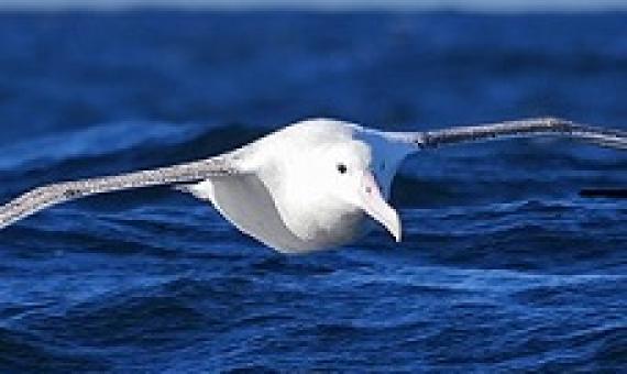 antipodean albatross. source - RNZ.com