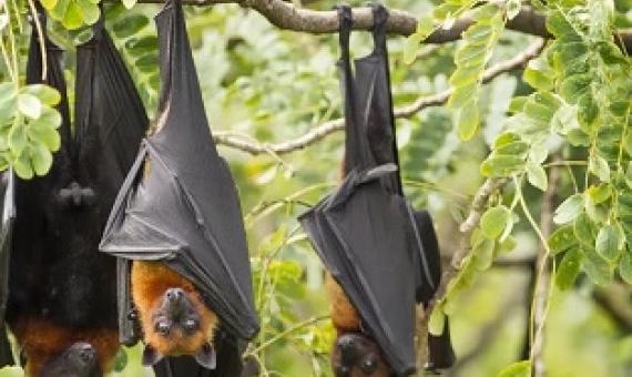Don’t blame bats for the spread of Hendra virus. Shutterstock
