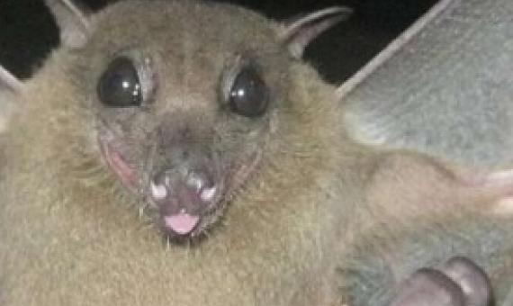 A mother fruit bat with her nursing pup. These fruit bats (Rousettus madagascariensis) from Ankarana in northern Madagascar are from a species that carries a form of coronavirus. The researchers have been studying the population dynamics of this species superimposed on different zoonotic diseases for seven years. Credit: Olivà S. Noroalintseheno Lalarivoniaina