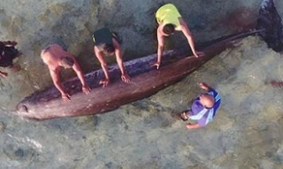 Pukapuka locals examine the rare beaked whale washed up on the reef. KOLEE TINGA 20080512-20080516