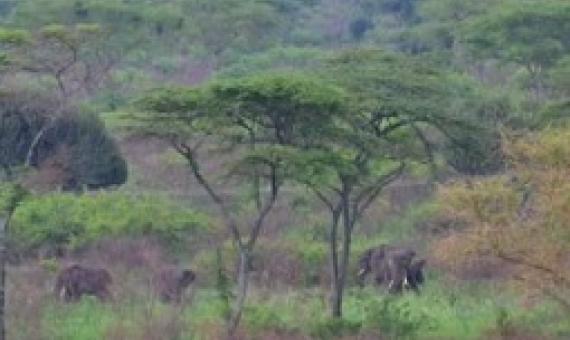 Elephants crossing paths with infrastructure in Uganda. Credit: Dr Laura Sonter