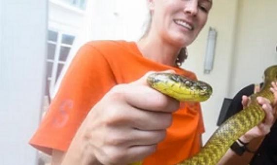 USGS Biologist Danielle Bradke controls the head of a Brown Tree Snake. Credit - Rick Cruz/PDN 