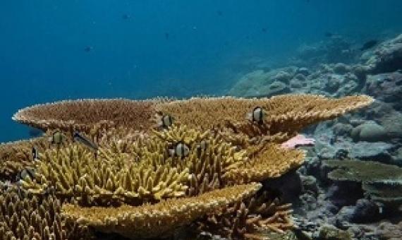 Image Credit: Dr Ines Lange