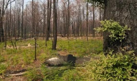  Scientists are asking for help from the public to understand bushfire devastation. “We want birds, insects, green shoots, animal poop, fungus … Even if it’s a tree that has burned to a crisp, that’s still useful,” says Casey Kirchhoff. Photograph: David Crosling/AAP