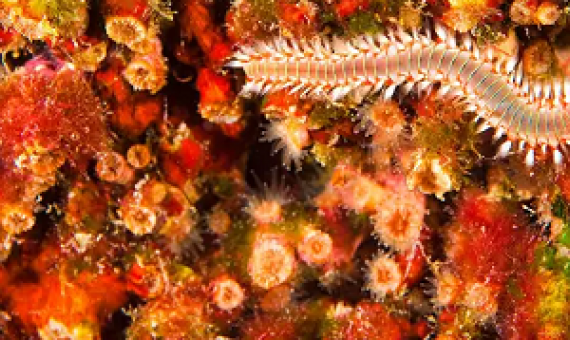 Coral reefs are feeling the effects of climate change Images & Stories / Alamy Stock Photo    