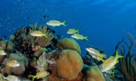 A UBCO researcher is using years of compiled data to determine how virtual reef communities will respond to threats including cyclones and coral bleaching. Credit: Jean-Philippe Maréchal