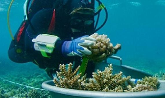 Underwater Arks Can Help Preserve the World’s Vital Coral Reefs. Credit - https://www.mars.com/