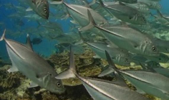 For coral reefs, more is less. credit - COLIN BAKER / GETTY IMAGES