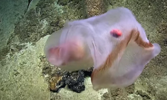 Deepstaria Jellyfish, US Marine National Monument of the Remote Pacific Islands