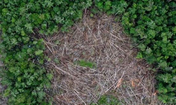 Deforestation in Borneo. Photo: Rhett A. Butler