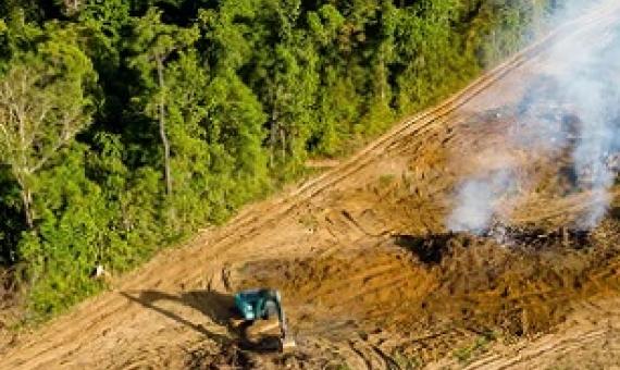 Cutting down trees reduces biodiversity and makes climate change worse. Credit - Shutterstock