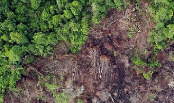 Deforestation in Borneo. Photo credit: Rhett A. Butler
