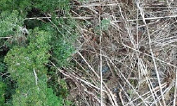 deforestation. credit - mongabay.com