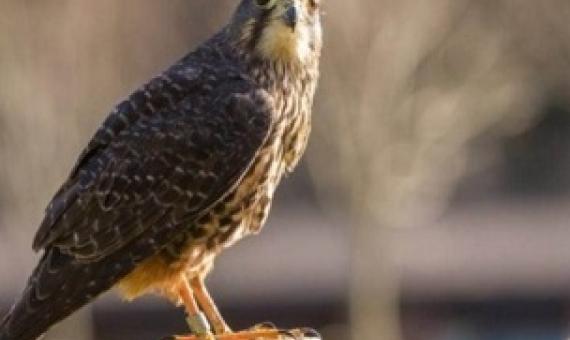 New Zealand falcons are making a comeback following years of persecution for killing chickens and domestic pigeons. Credit - NZ Department of Conservation