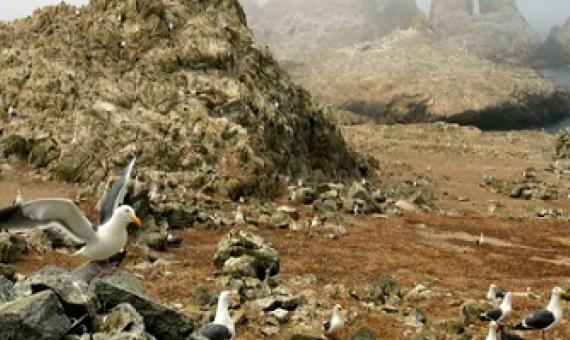 Gulls nest near the North Landing area of the Farallon Islands national refuge. Photograph: Ben Margot/AP