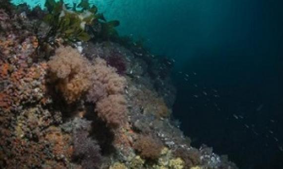 Undaria threatens to smother the diverse Fiordland marine environment, as pictured here. PHOTO: DOC/SUPPLIED