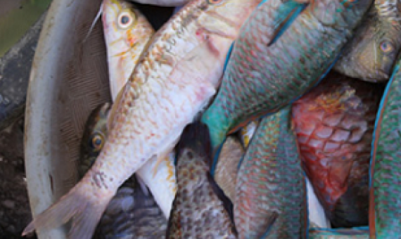 New access fees for fishing in qoliqoli areas