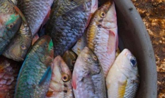 Labuan Bajo fish market in Indonesia. Photo - Rhett A. Butler