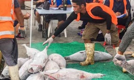 Fisheries, Maritime and Ports Authority officers monitor a fishing vessel unloading under COVID-19 protocols in Apia Port, Samoa. Photo: Samoa NHQ.