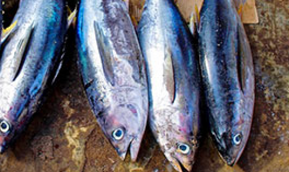 Tuna fisheries