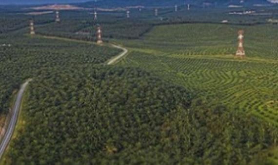 A palm oil plantation in Malaysia. Credit: Shutterstock