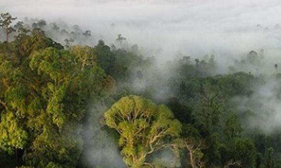 forest protected area