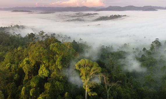 forest protected area