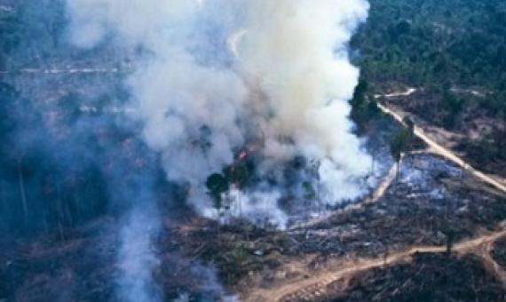 Forest clearing in Asia has contributed significantly to carbon emissions over the past decade. Credit - GETTY IMAGES