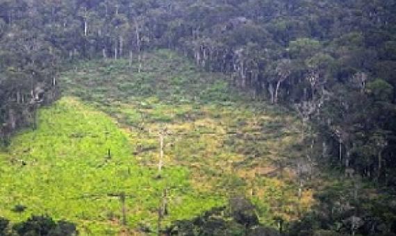 Swathes of forest continue to be flattened each year mainly due to industrial-scale agriculture. Source - https://phys.org/