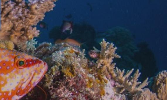 Fish and coral reefs. Source - https://www.icriforum.org/