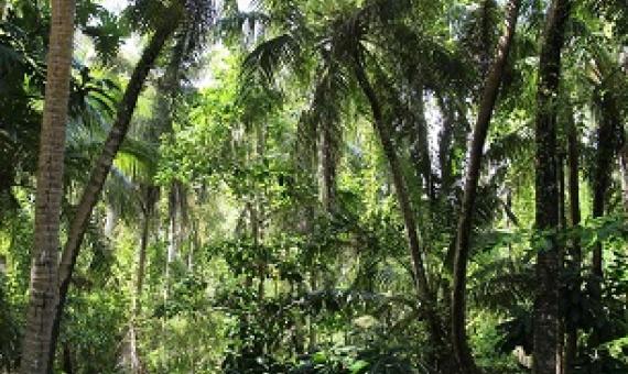 Forest, Ritidian Point, Guam. Source - www.flickr.com