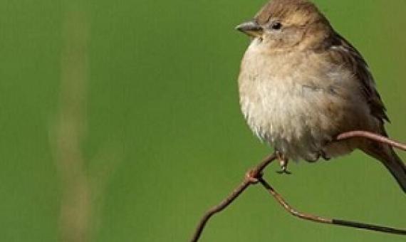 The more inbred the birds are, the shorter lives they live. It also decreases offspring. Credit: Henrik Jensen, NTNU