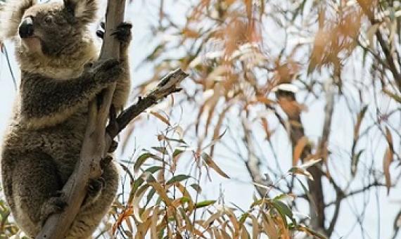  Logging is continuing in NSW forest north-west of Coffs Harbour in bushland that is proposed for the Great Koala national park. Photograph: International Fund For Animal Welfare