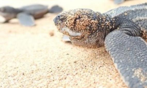 Numbers are declining due to accidental fishing and egg collecting. Credit - FUNDAOPRNCIPE_FFI