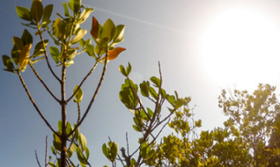 Young mangrove trees. Credit: Mwangi Kirubi/TNC/FFI