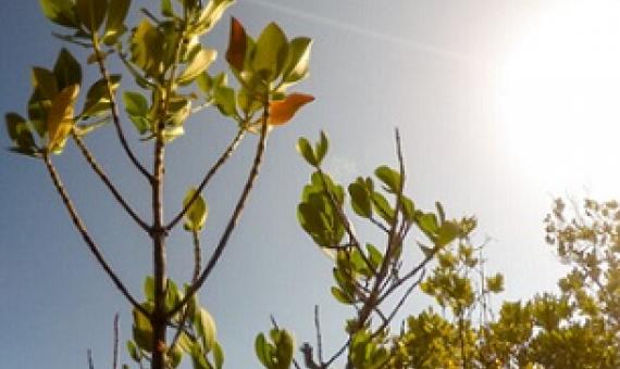 Nature Based Solutions Essential For Climate Mitigation