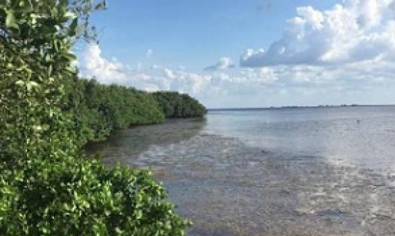 Mangroves in Tampa, Florida. Credit: Kerrylee Rogers/University of Wollongong