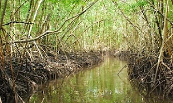 A mangrove forest in the nation of Palau. Credit - USDA Forest Service