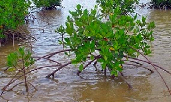 mangroves, Tikina Wai, Fiji. Credit - V. Jungblut