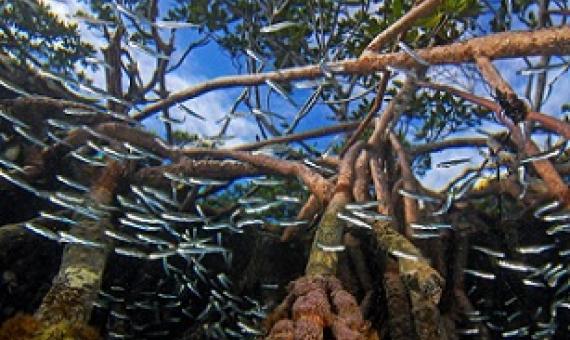 The stilt-like roots of mangroves provide complex habitats for a variety of nearshore species, including fish. Photo by Christian Ziegler/Minden Pictures
