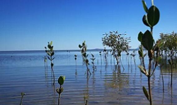 Satellite images of mangrove forests reveal not all mangroves have the same life cycles. Here we see mangroves at different growth stages. Nicolas Younes