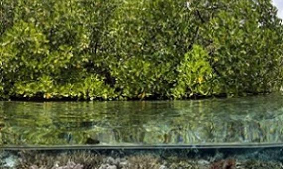 mangroves. credit - Alex Mustard