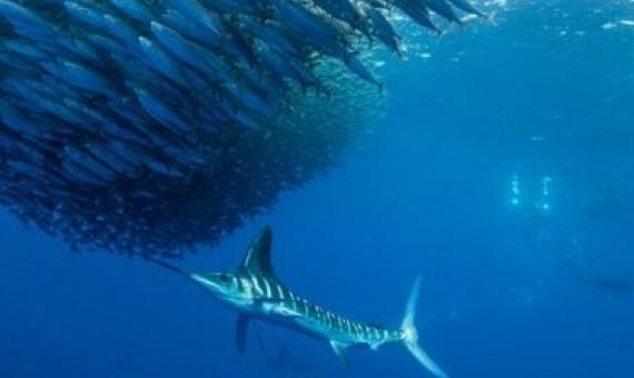 school of fish and a marlin. credit - IUCN